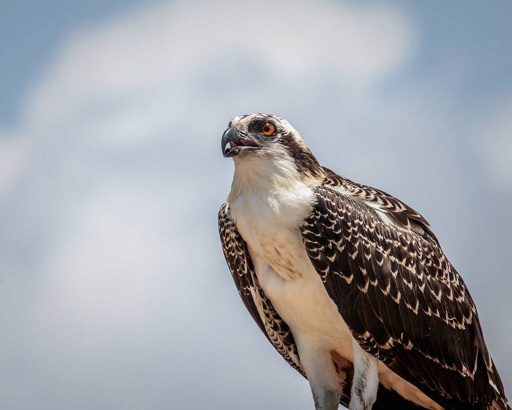Juvenile Osprey by Andy Morffew is licensed under CC BY 2.0.